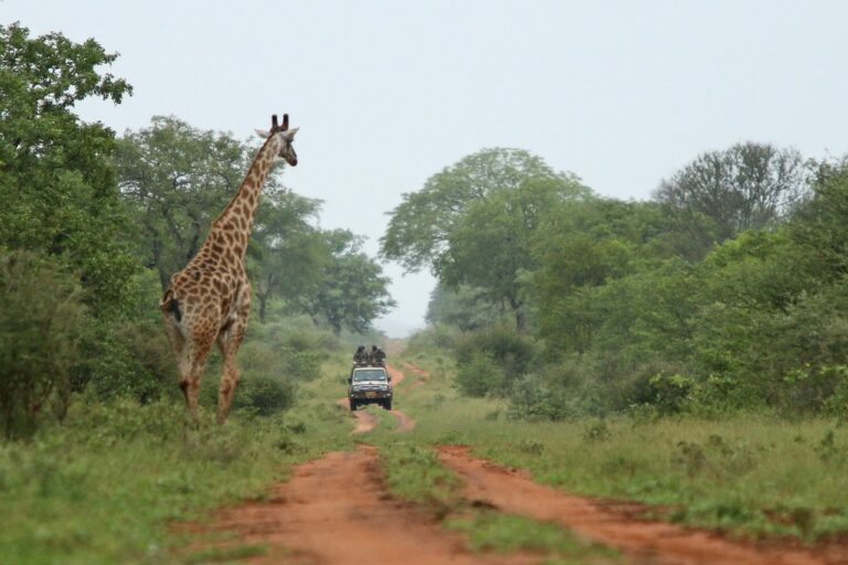 John Sharp Safaris 13 768x512