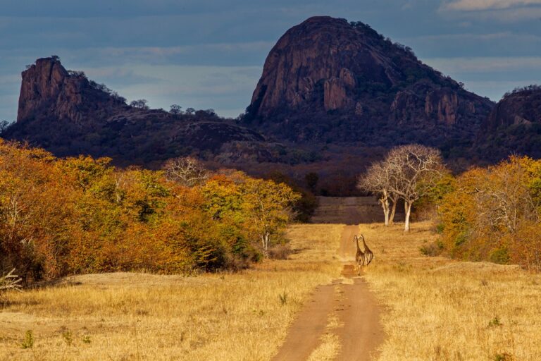 John Sharp Safaris 3 768x512
