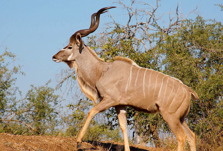 Kudu 768x521