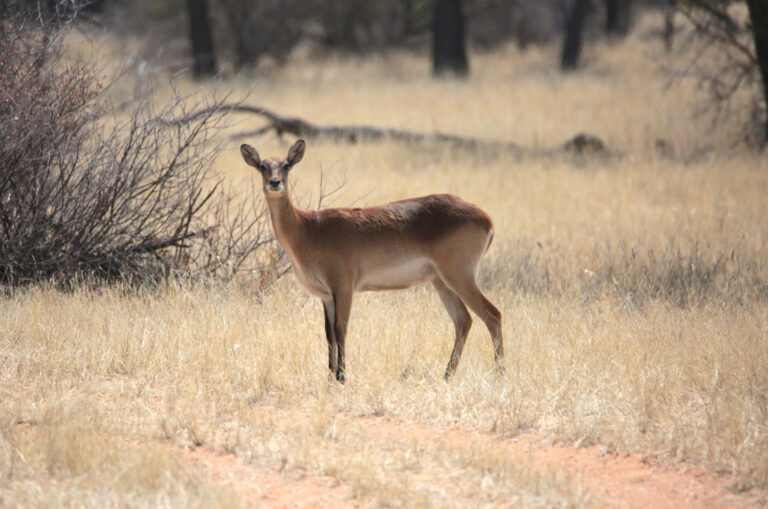 LechweNBP 7100Used 768x509