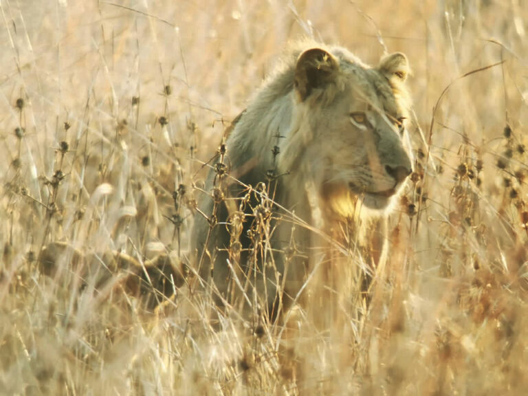 Lion in the bush 768x576