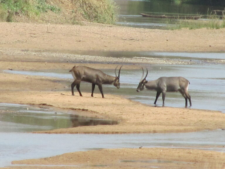 Mayo Oldiri 23 768x576