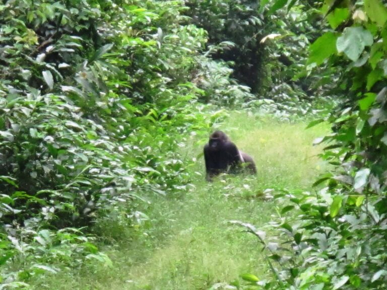 Mayo Oldiri 24 768x576