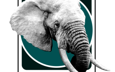 Recent trophies from Mokore Safaris