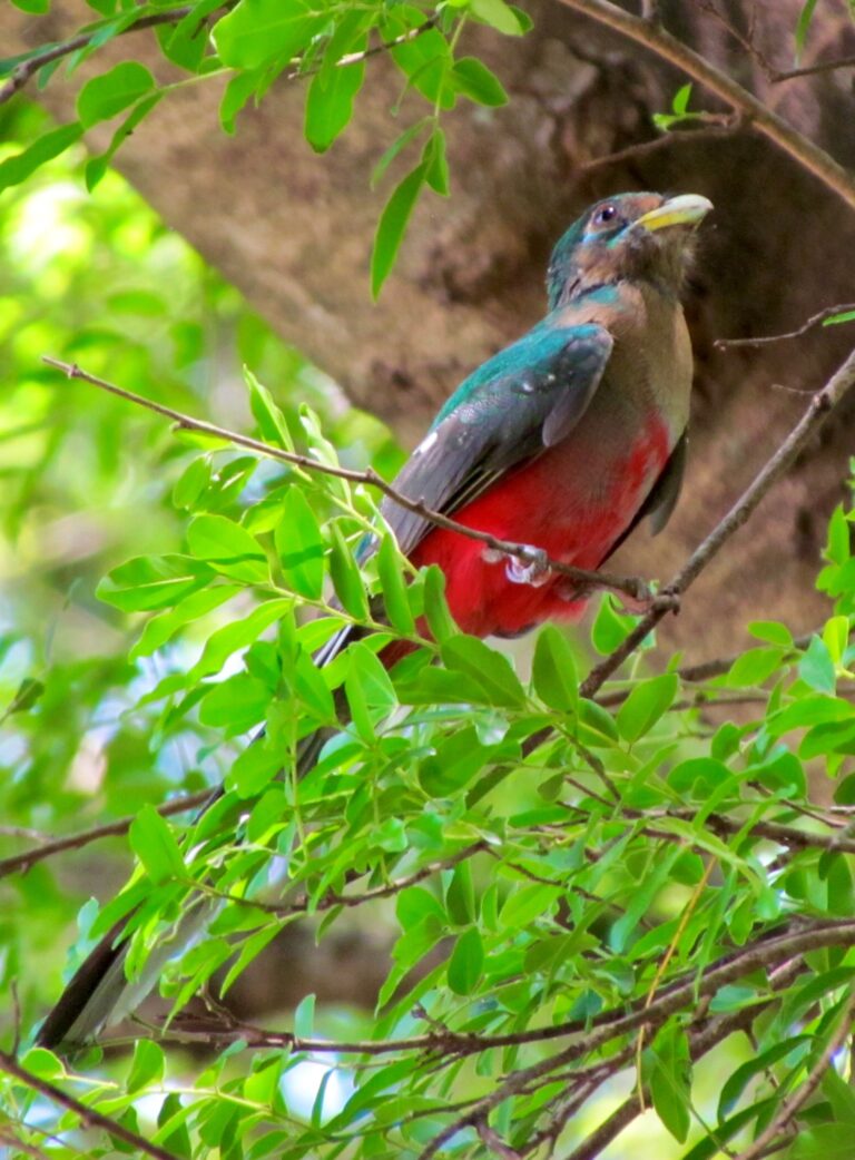 Mokore Safaris 1 768x1042