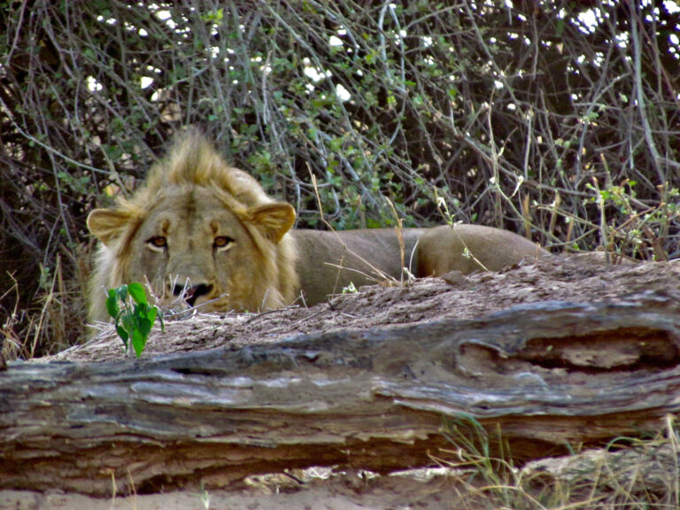 Mokore Safaris 10 768x576