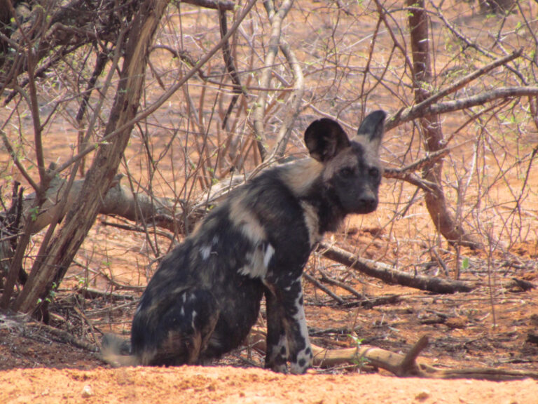 Mokore Safaris 11 768x576