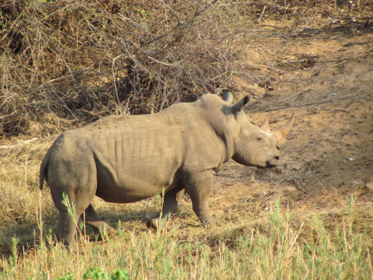 Mokore Safaris 13 768x576