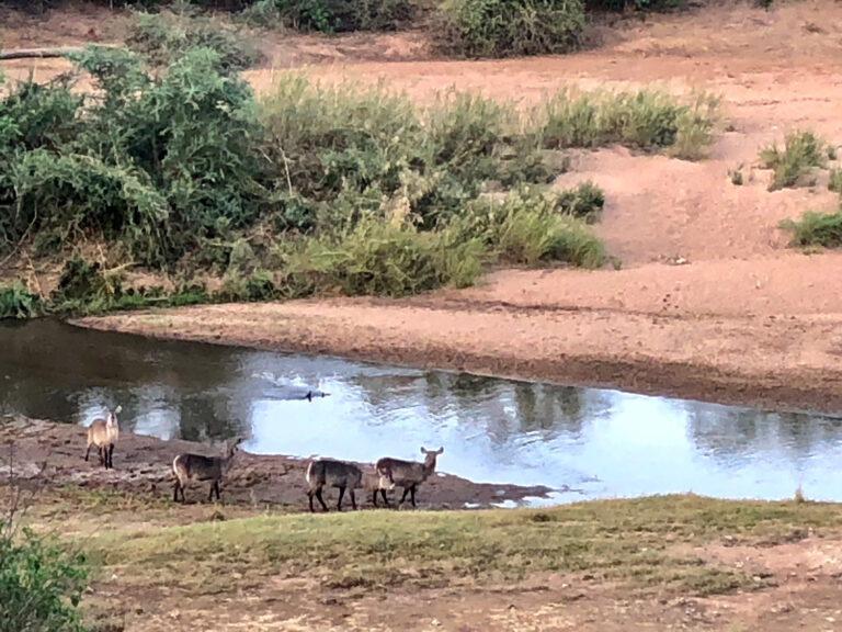 Mokore Safaris 14 768x576