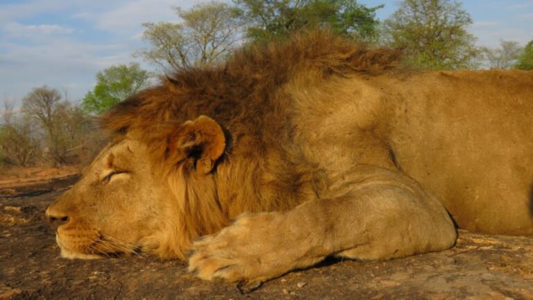 Mokore Safaris 18 768x432