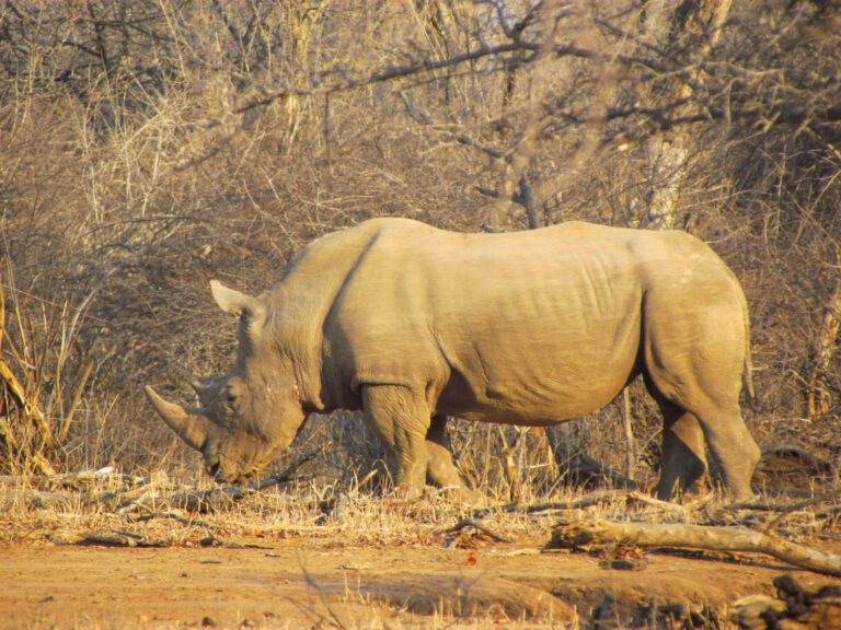 Mokore Safaris 4 768x576