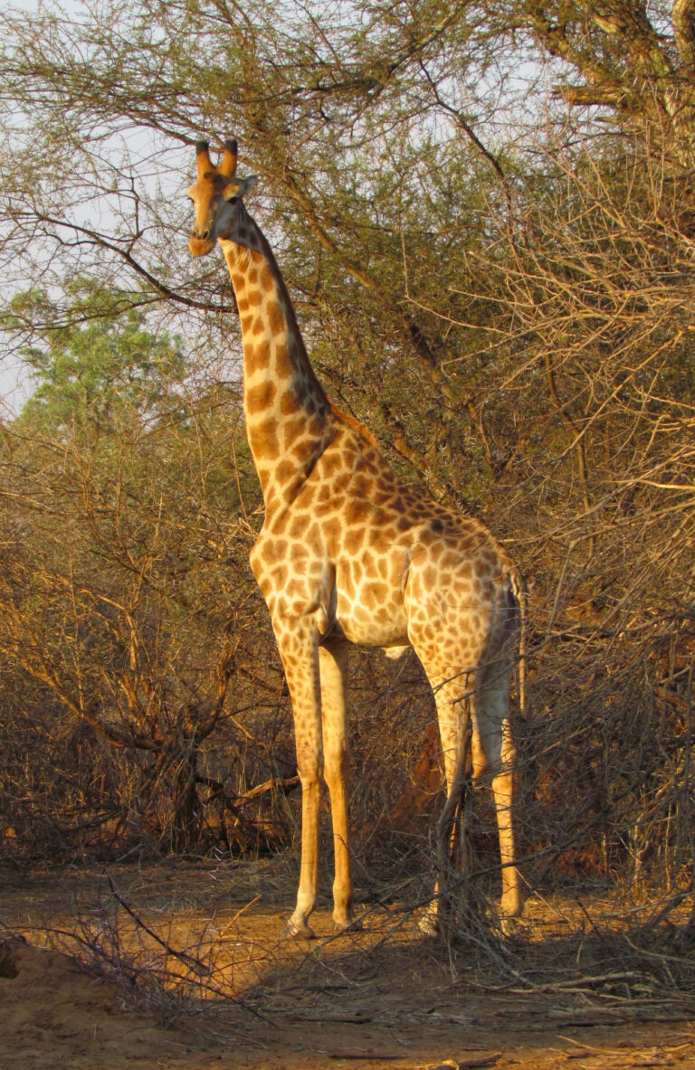 Mokore Safaris 5 768x1183