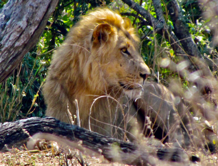 Mokore Safaris 9 768x583