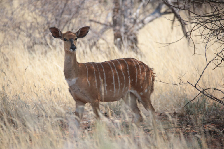 NyalaNBP 8360 768x512