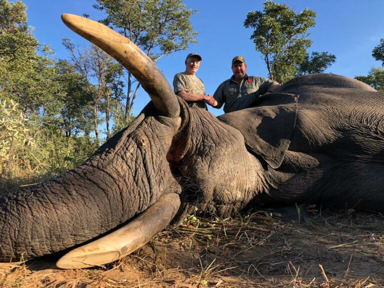 Olifant 768x576