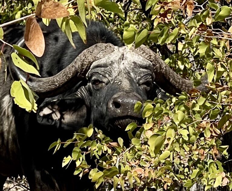 Owe him money buff 768x631