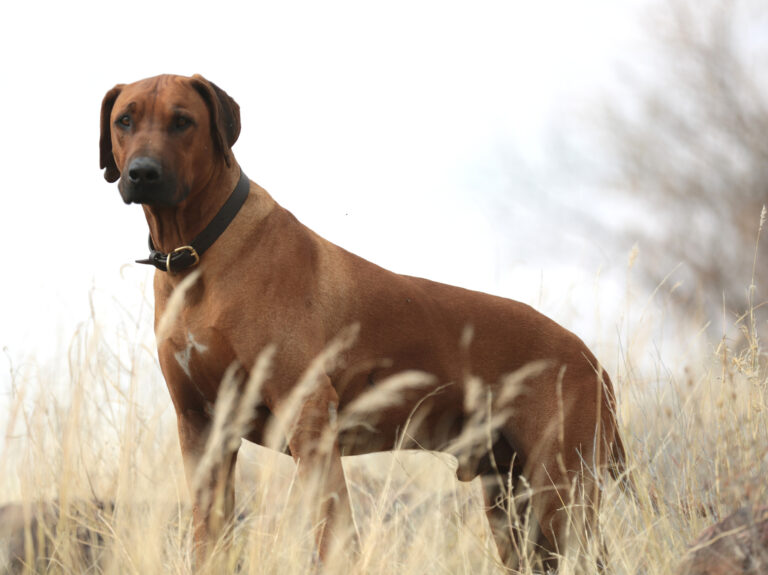 RidgieNBP 6959 768x575