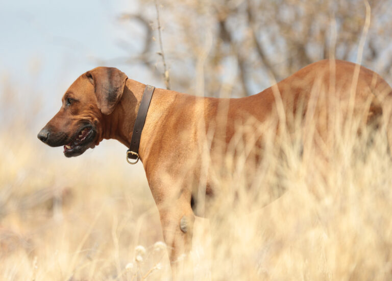 RidgieNBP 7007 768x550