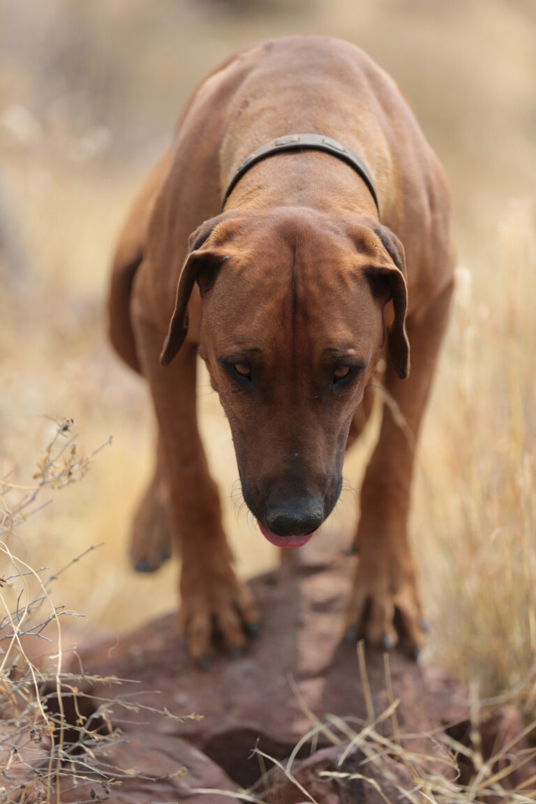 RidgieNBP 7027 768x1152