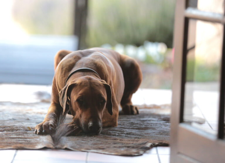 RidgieNBP 7940 768x558