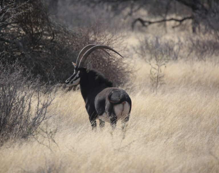 SableNBP 8384 768x606