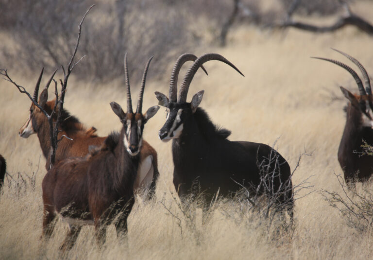 SableNBP 8410 768x535