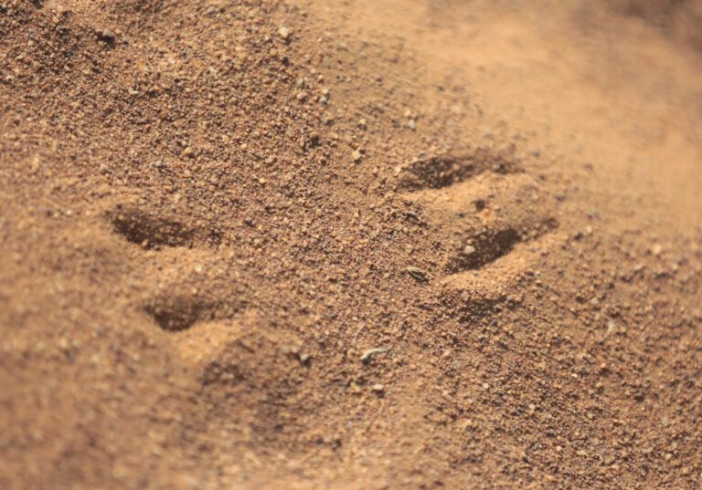 Steenbok SpoorNBP 8283 768x537