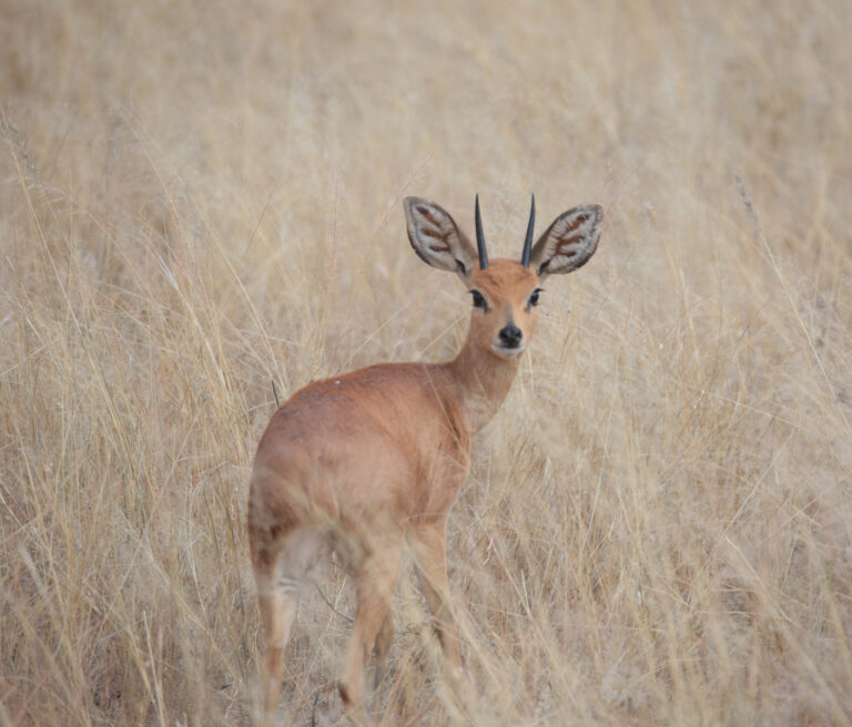 SteenbokNBP 6923 768x656
