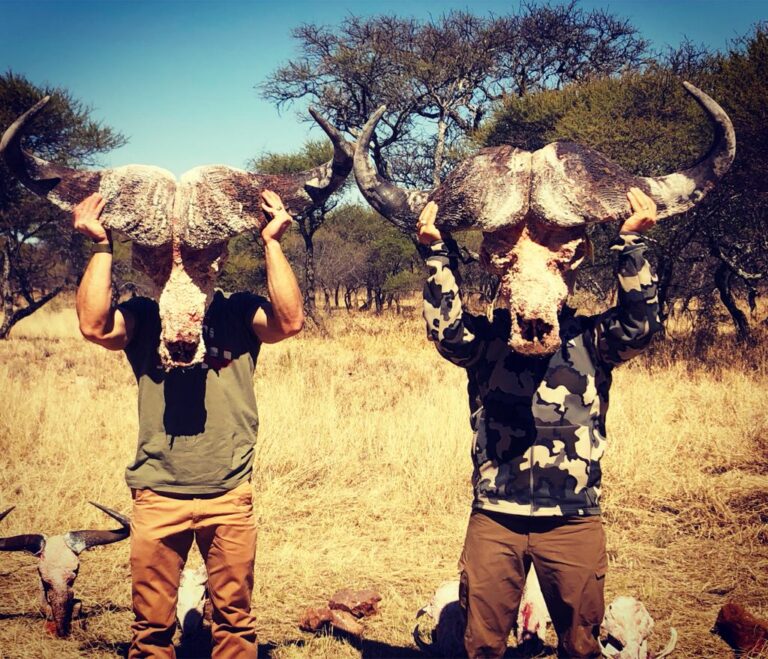 Two Headed Buffalo 768x659