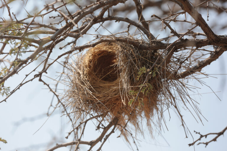 Voe╠eljienesNBP 8444 768x512