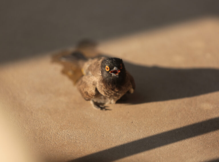 Voe╠eltjieNBP 7909 768x569