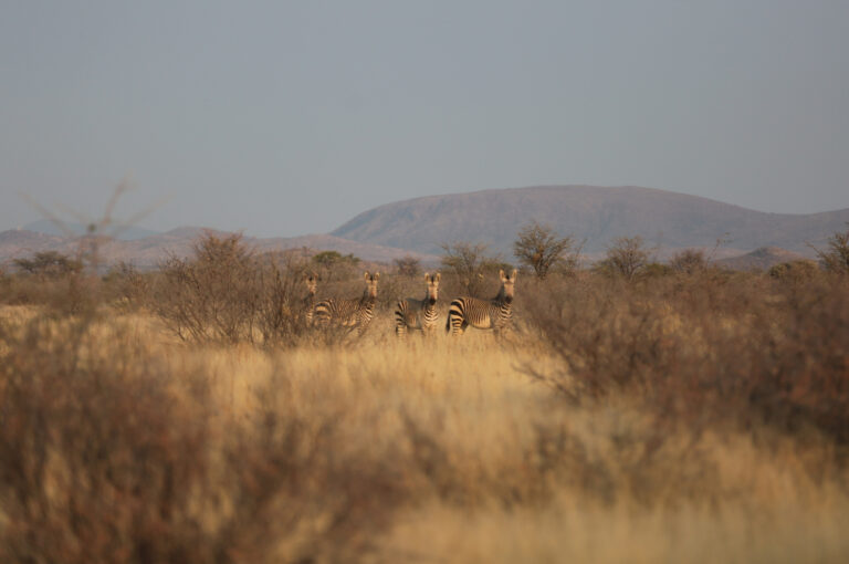 ZebraNBP 6621 768x510