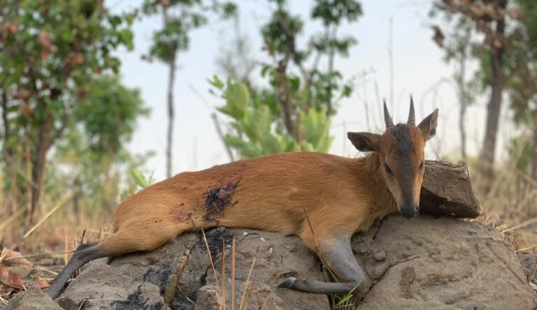 dd232698 1a27 469f 8bb0 8ca609b1768d 768x444