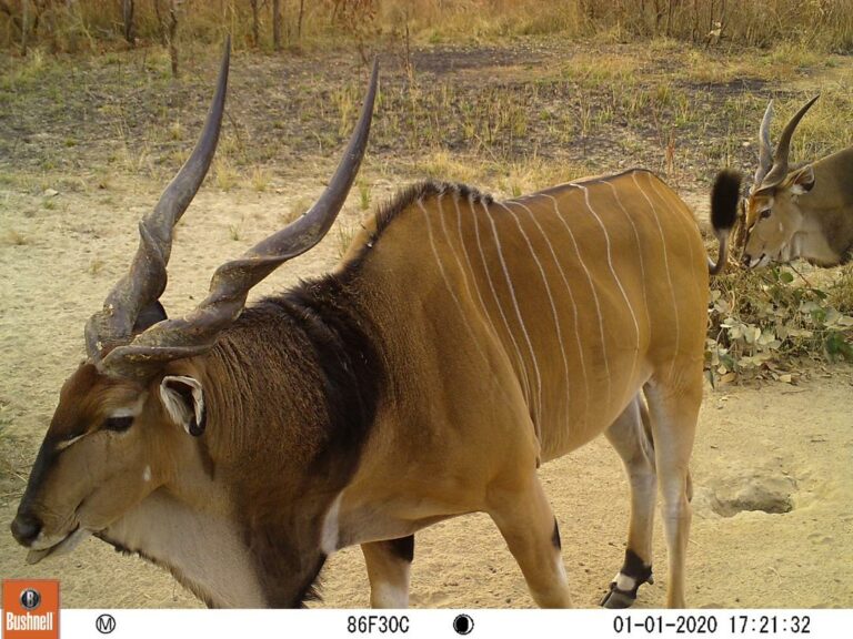 eland camara 0120 vaimba 768x576