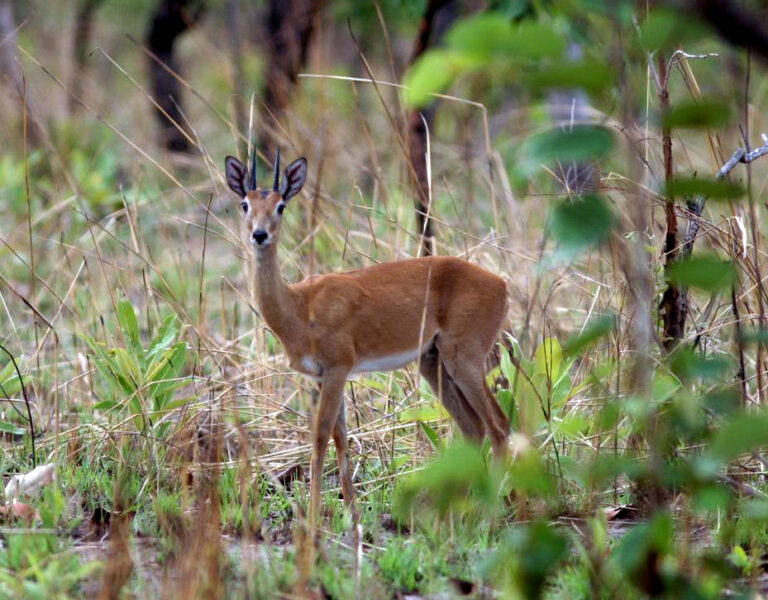 story 1000 147 768x600