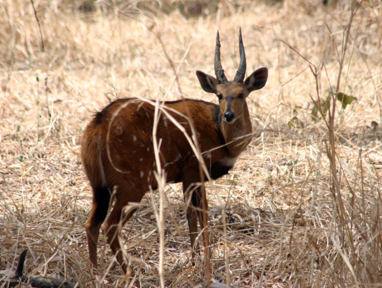 story 1000 98 768x578