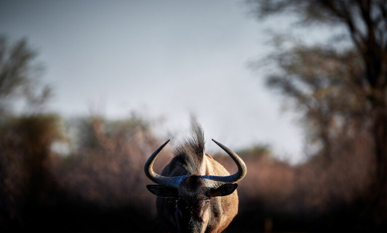 wildebeast 768x462