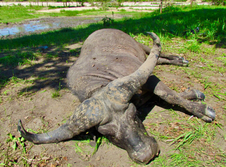 71D02AB7 7D7B 456E B78A D007DCF1C204 1 201 a 768x570