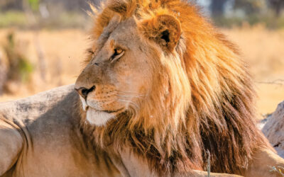 Issue April – June 2021