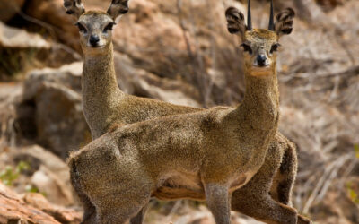 Issue January – March 2022