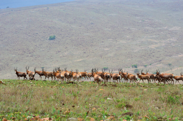 Belsbok on the hill 768x511