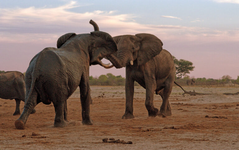 Elephant 555954700 768x481