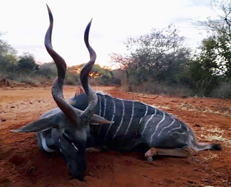 F43CDD6B FE52 4637 8071 EFC3C77C9225 1 105 c 768x624