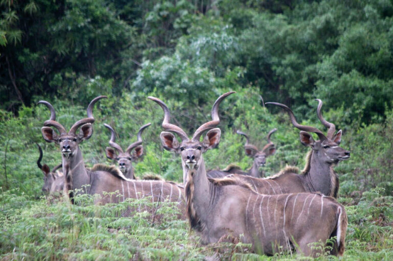Flock of Kudu 768x511