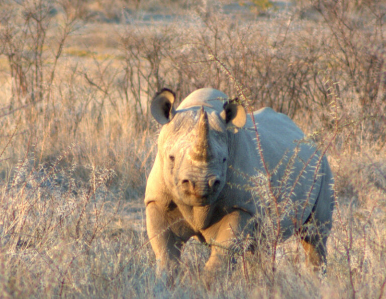 Near Etosha 4 768x595