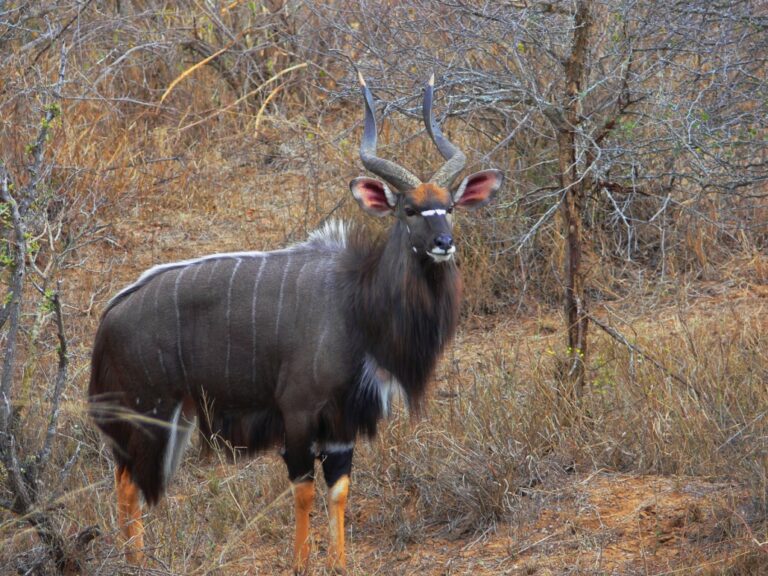 Nyala 768x576