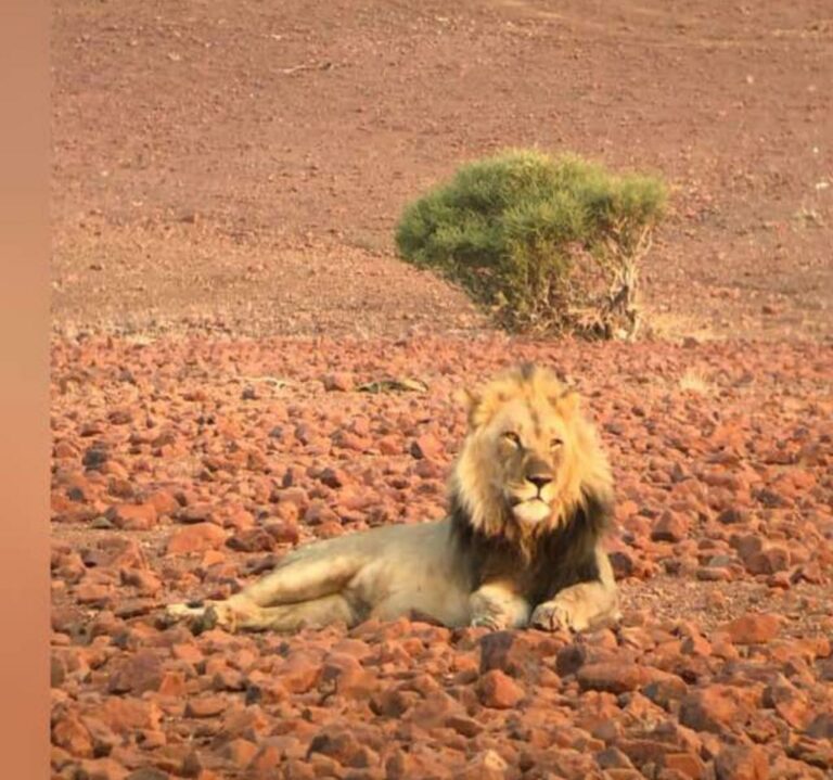 Torra Lion 768x719