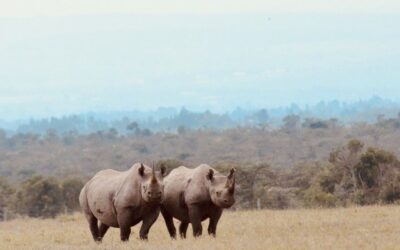 Crisis in the Cradle of Rhino Conservation