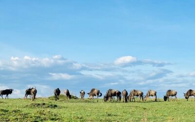 Looking at Kenya