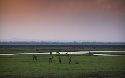 Gorongosa had a tough but positive year in 2021